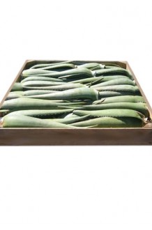 5 kilos de Hoja de Aloe Vera canario Barbadensis Miller Canariensis (subespecie canaria)
Edad: 7 años – 10 años. Máximo nivel de principios activos
Dimensiones hojas +- 60 cm.
Peso Neto: 5000 g.