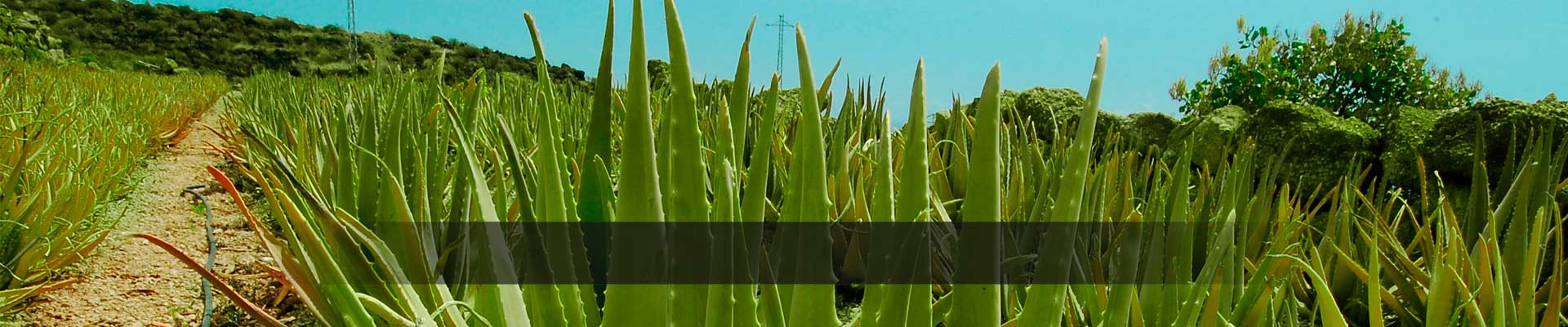 El aloe más puro del mundo